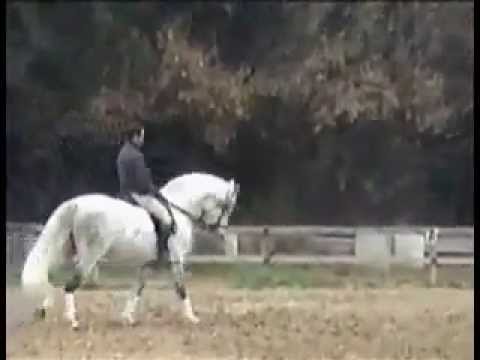 Spanish horse rinconer.flv