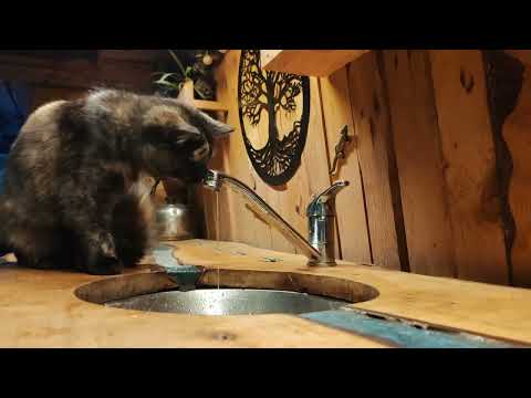 Shanti Cat Being cute and curious with water 💦