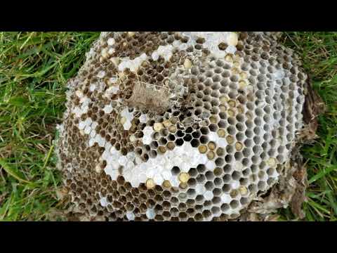 Removal of a Bald Faced Hornets Nest in Freehold, NJ