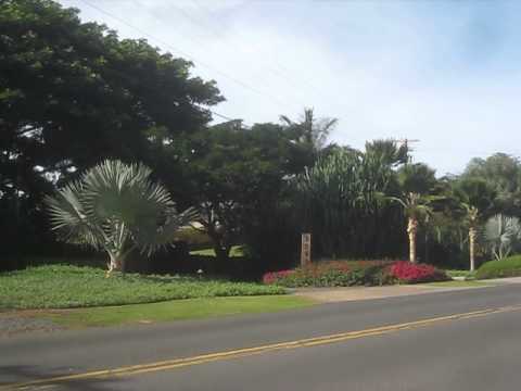 Beautiful Bismarkia Palms / Maui