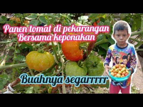 , title : 'Panen tomat mawar di pekarangan bersama keponakan'