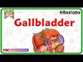 Gross Anatomy of Gallbladder: Composition, Structure, Blood supply  and Nerve supply