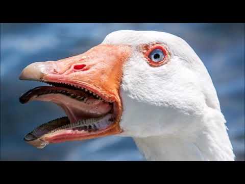 Bliss - My LSD Song (WoZa x Max Tase Remix)