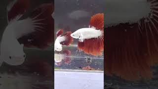 Download lagu ikan cupang merah putih ,sepasang yg serasi #shorts mp3