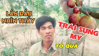 Lần Đầu Nhìn Thấy - Trái Sung Mỹ [To Quá] | Xuân Dương Vlogs