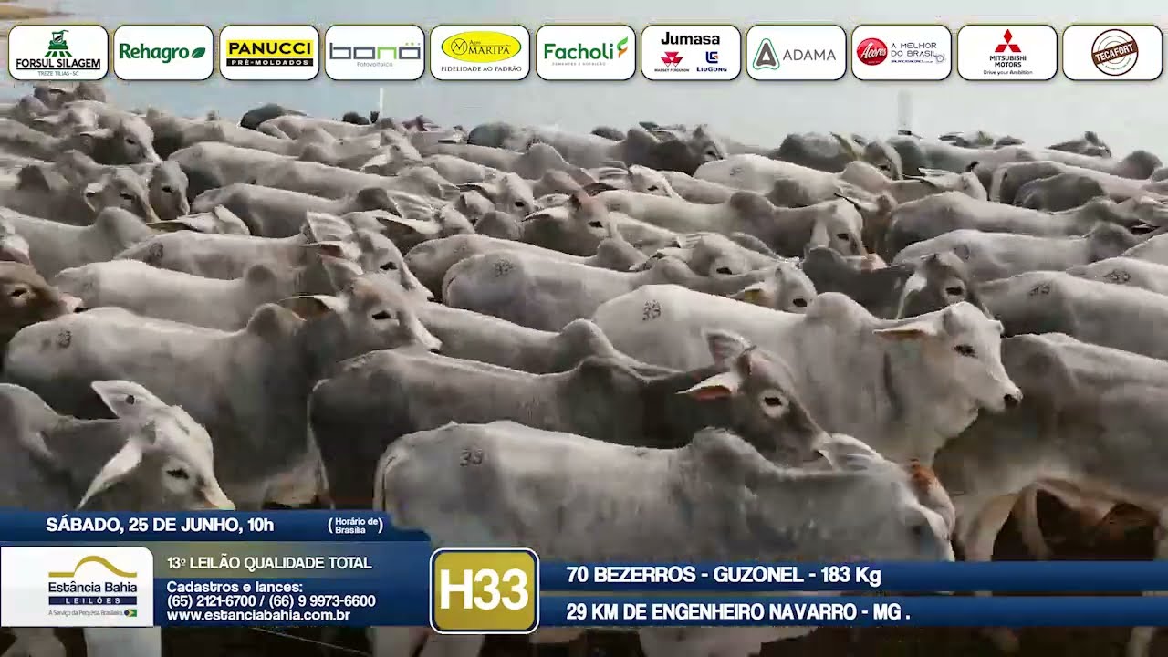 Vídeo LOTE H33 - 13º Leilão Qualidade Total 2022