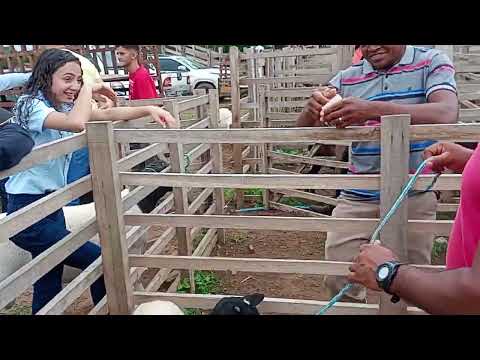 Compra de um carneiro em Simplício Mendes pi