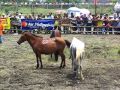 2004 08 20 Kadayawan Horsefight 2