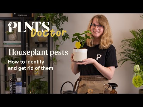 , title : 'Common houseplant pests: how to identify and get rid of them! | PLNTSdoctor S1E2'
