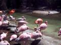 Flock Of Flamingos San Diego Zoo 4 2 10