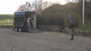 Video of BestBreed Mustang Reina