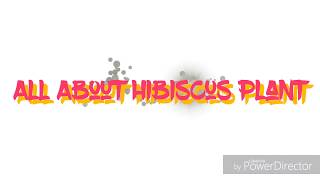 All About Hibiscus || How To Care Hibiscus ||