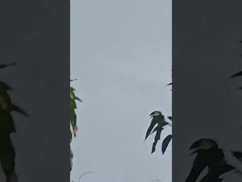 chacara reino encantado cerejeiras Rondonia #automobile ararasamarelas