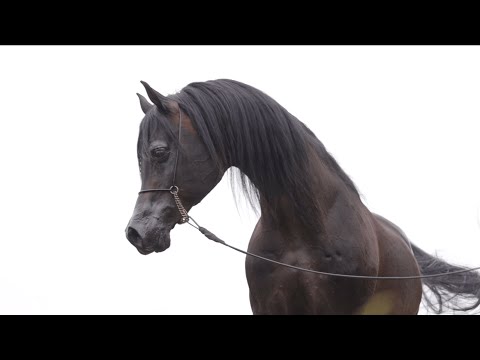 ⚜️ CHIMERYK ⚜️ (Eryks x Chimera), 2022 SUMMER SALE