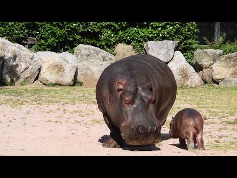 Il piccolo ippopotamo del parco delle Cornelie