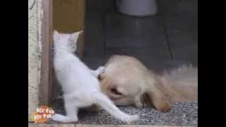 De Liefde Tussen Kat En Hond