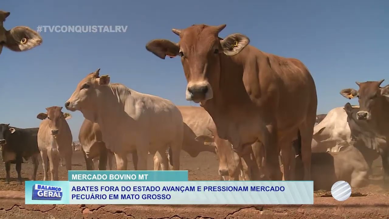 Mercado bovino de MT enfrenta pressão, mas menor oferta deve valorizar a arroba