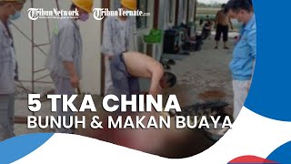 5 Pekerja Asing Asal China Tangkap Buaya 3 Meter untuk Dijadikan Sop, Mengaku Tak Tahu Aturan