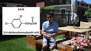 草坪維護（3）：草坪除草，你選對除草劑了嗎？Lawn Maintenance 3: How to Choose the Right Herbicide
