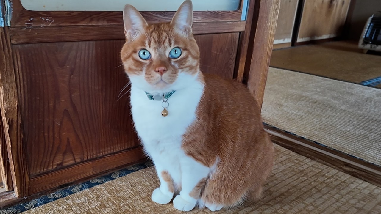野菜の栽培開始作業を見つめる猫さん（手伝わない）そして・・【侵入した野良仔猫】～家猫修行中～