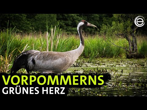 Vorpommerns Auen ‒ Schreiadler und Biber | Erlebnis Erde