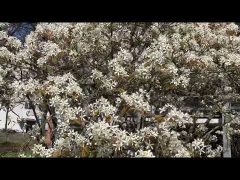 Felsenbirne (essbar)