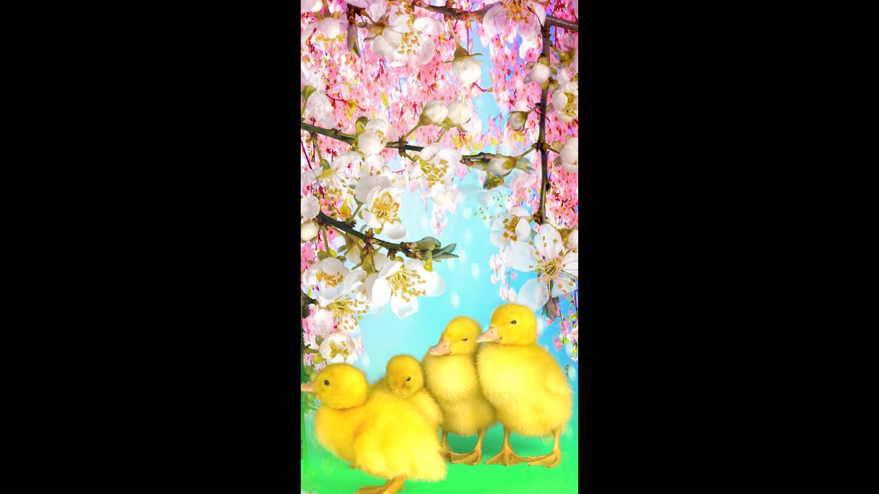 Colorful Spring  #Shorts #Spring #Blossoms