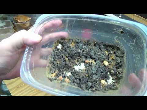 Grindal Worm And Mites Update 1 month later