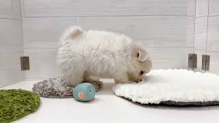 ハーフ犬の動画01