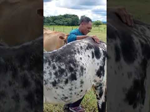 Seu Joaquim de Tanque Novo Bahia..Produtor de leite. #viral