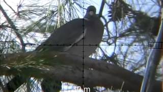 wood pigeon hunting 3 neww 20 wood pigeon shots 13-01-2013
