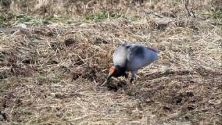 preview picture of video 'Japanese crested ibis, FullHD JH1RNZ'