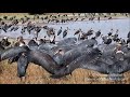 Marabou Storks