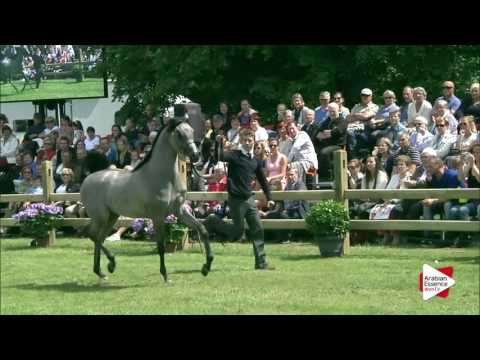 Bruges 2016 - Yearling Colts INT Ch