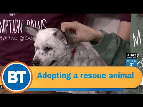 What to consider before adopting a rescue animal