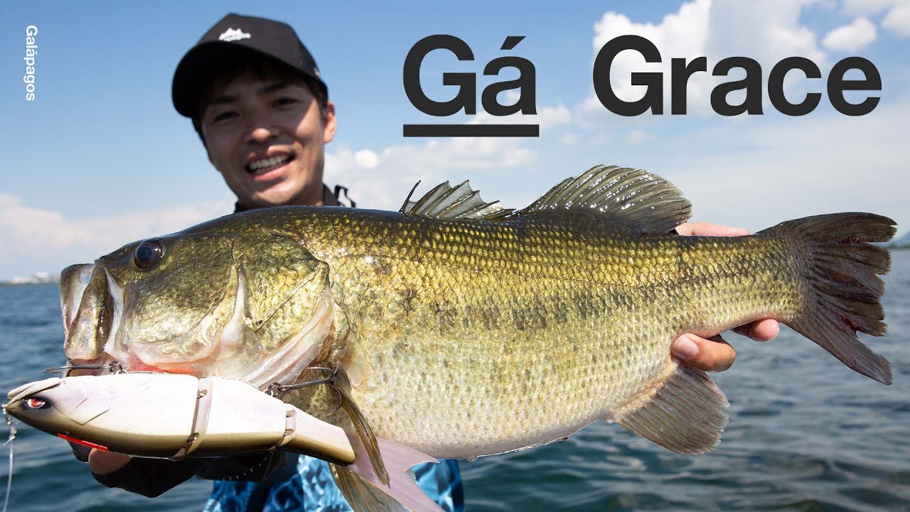 Grace 240F(グレイス 240F)| Galápagos(ガラパゴス)公式 Grace 240F(グレイス 240F)| Galápagos(ガラパゴス)公式