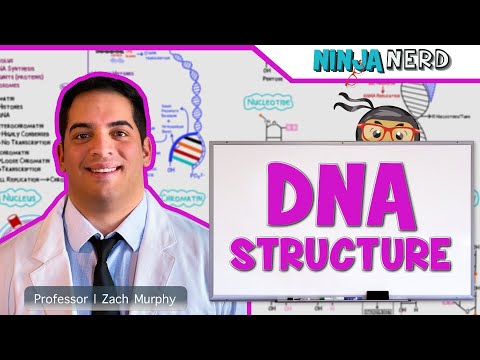 Cell Biology | DNA Structure & Organization 🧬