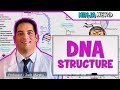 Cell Biology | DNA Structure & Organization 🧬