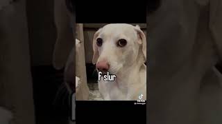 Homophobic dog storyline