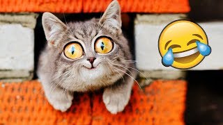 Я РЖАЛ ПОЛ ЧАСА | Приколы с Животными 2019 | Смешные Коты и Собаки
