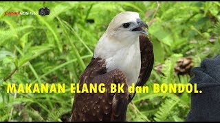 Download lagu Makanan ELANG yang Boleh dan Tidak Boleh di Berikan mp3