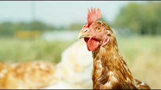 Leidt de nieuwe wet echt tot een dierwaardige veehouderij?