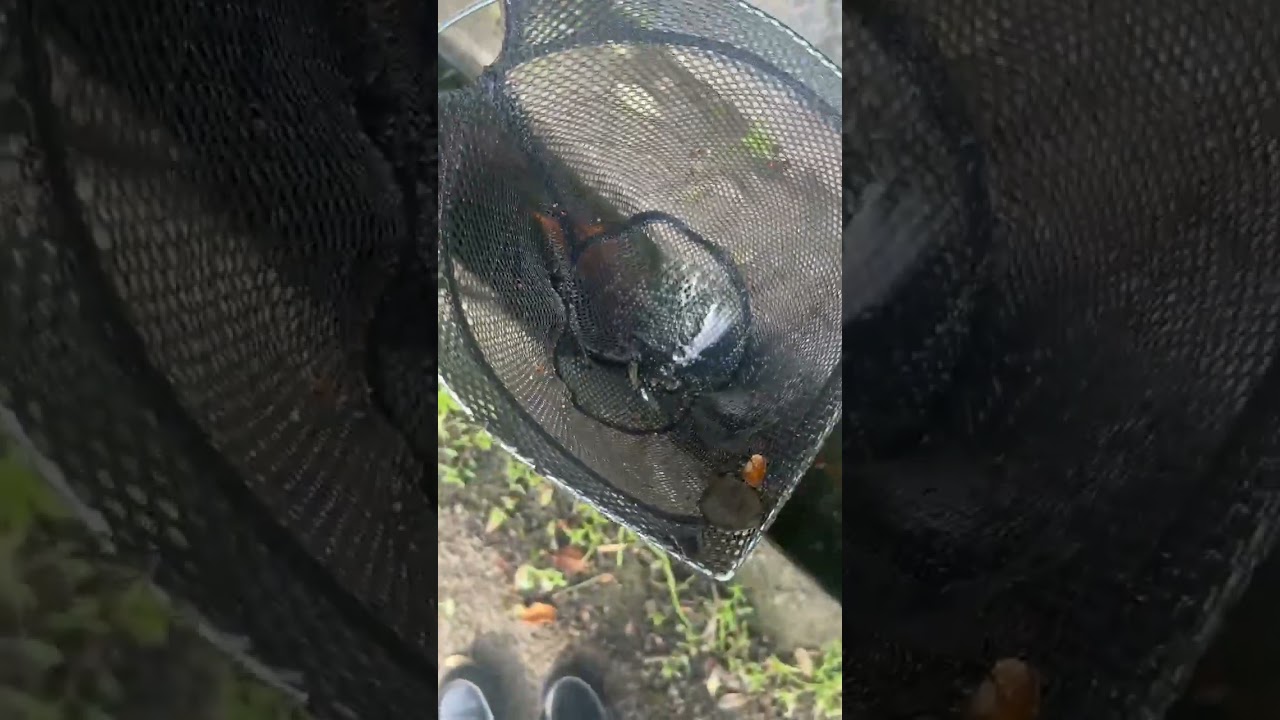 ［No.057］昼休みに用水路のぞいてみた