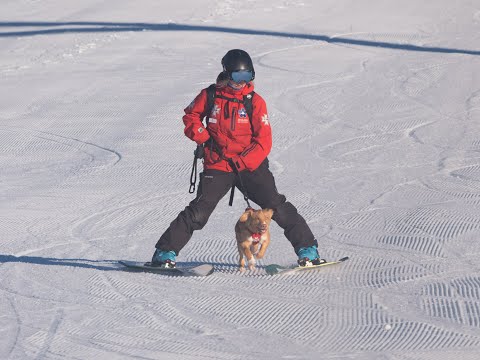 Mt Buller Ski Patrol welcomes its first canine trainee - meet Chilli!