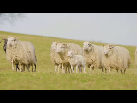 , title : '羊的一生｜现代化养殖绵羊和生产羊毛纺织品'