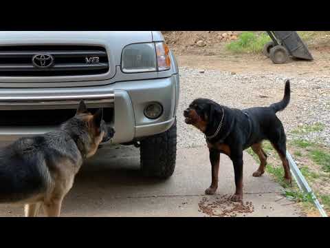 Aggressive one year old rottweiler challenges alpha German Shepherd
