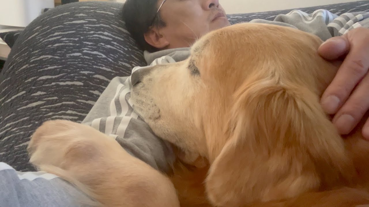 出番が減って落ち込む大型犬と、不祥事が噂されるプロデューサー父。