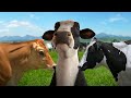 Funny Cow Song And Funny Cow Dance Funny Cows Videos 1