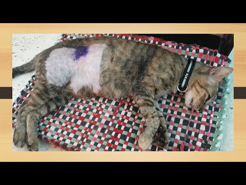 Stray female Cat Spayed   Will no longer be chased by male cats anymore.