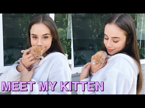 I GOT A KITTEN !! | VLOG